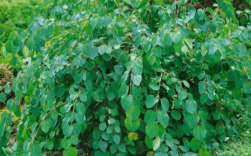 Cercidiphyllum japonicum 'Glowball' - Image 2