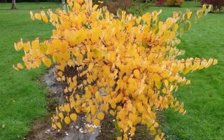 Cercidiphyllum japonicum 'Glowball'