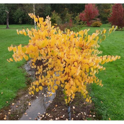 Cercidiphyllum japonicum 'Glowball' - Image 1