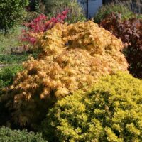 Acer palm. 'Orange Dream'