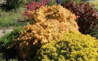 Acer palm. 'Orange Dream'