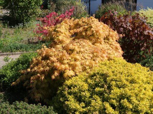 Acer palm. 'Orange Dream' - Obrázek 1