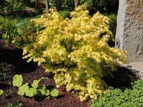 Acer palm. 'Orange Dream' - Obrázek 4