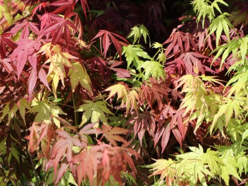Acer palm. 'Orange Dream' - Obrázek 3
