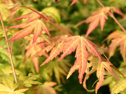 Acer palm. 'Orange Dream' - Obrázek 2