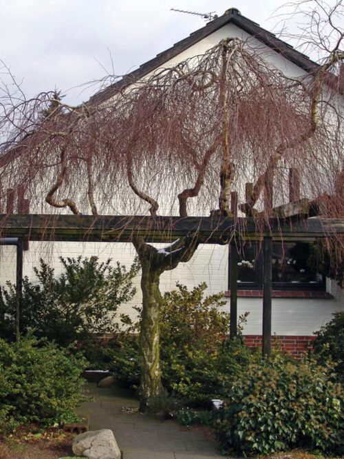 Betula pendula 'Youngii' - Obrázek 4