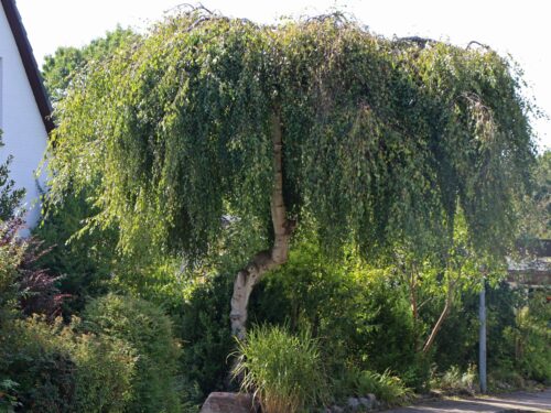 Betula pendula 'Youngii' - Obrázek 2