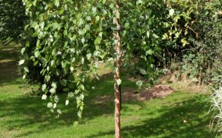Betula nigra 'Summer Cascade'