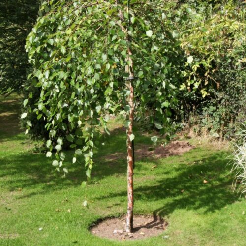 Betula nigra 'Summer Cascade' - Obrázek 1