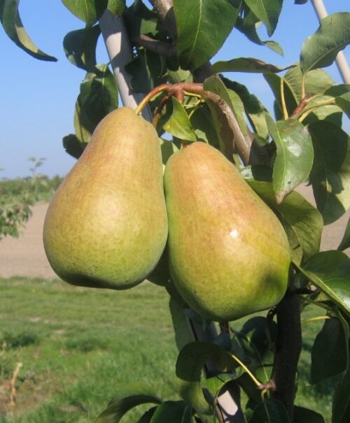 Hrušeň 'Amfora', kontejner - Image 1