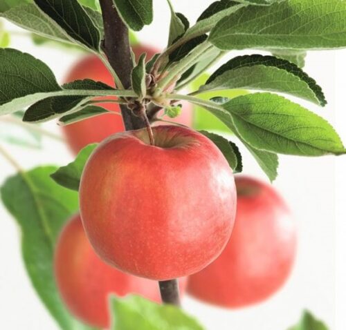 Jabloň 'Braeburn' - Obrázek 1