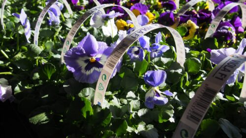 Viola wittrockiana, 10pack - Obrázek 4
