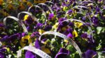 Viola wittrockiana, 10pack - Obrázek 3
