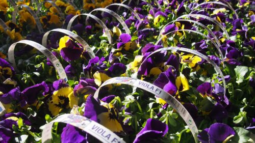 Viola wittrockiana, 10pack - Obrázek 3