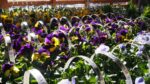 Viola wittrockiana, 10pack - Obrázek 2