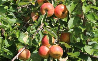 Jabloň Merkur M26, čtvrtkmen, 90 – 120 cm