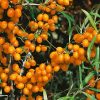 Hippophae rhamnoides 'Friesdorfer Orange' (samosprašný) - Kontejner 2,5 l, v. 20-30 cm