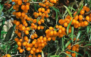 Hippophae rhamnoides 'Friesdorfer Orange'-samosprašný