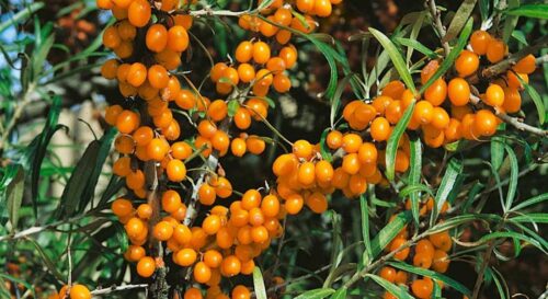 Hippophae rhamnoides 'Friesdorfer Orange' (samosprašný) - Obrázek 1