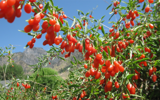 Kustovnice čínská