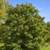 Castanea sativa - Kontejner 10 l, v. 200-250 cm