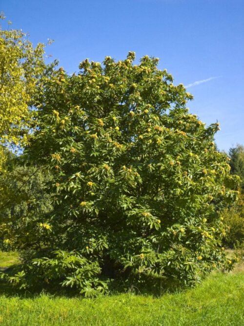 Castanea sativa - Obrázek 1