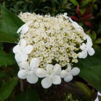 Viburnum opulus 'Compactum' 180KM