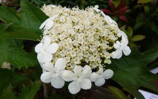 Viburnum opulus 'Compactum' 180KM