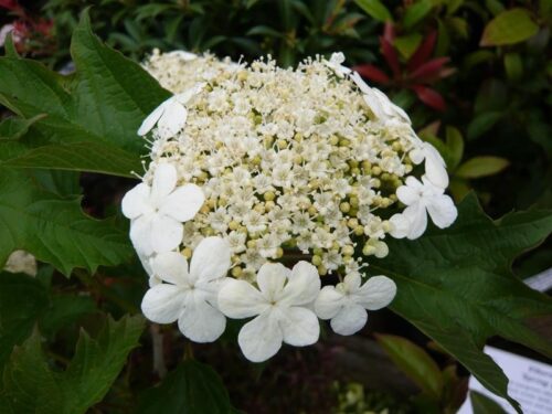 Viburnum opulus 'Compactum' 180KM - Obrázek 1