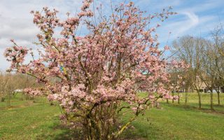 Viburnum bodn. 'Charles Lamont' 180KM