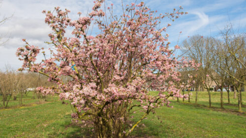 Viburnum bodn. 'Charles Lamont' 180KM - Image 1