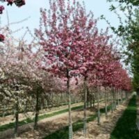 Malus 'Van Eseltine' 50 KM