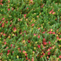 Vaccinium macrocarpon ´Big pearl´ RP2 L, 15–20