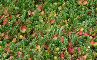 Vaccinium macrocarpon ´Big pearl´ RP2 L, 15–20