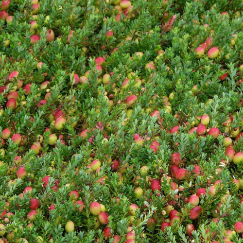 Vaccinium macrocarpon ´Big pearl´ RP2 L, 15–20 - Obrázek 1