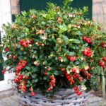 Vaccinium vitis–idaea 'Miss Cherry'
