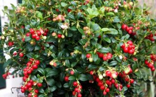 Vaccinium vitis–idaea 'Miss Cherry'