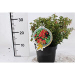 Vaccinium vitis–idaea 'Miss Cherry' - Image 2