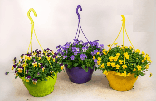 Viola cornuta Violka rohatá, závěs kontejner 6L, dekor. - Obrázek 2