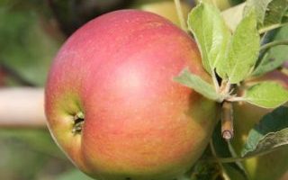 Jabloň ´Slendera´ – sloupovitá M9 – zákrs