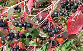 Aronia Autum Magic 40–50