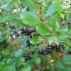 Aronia melanocarpa - Keř - kontejner 2,5 l, v. 20-30 cm