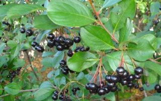 Aronia melanocarpa
