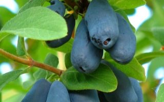 Lonicera kamtschatica 'Czelabinka'