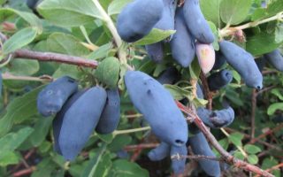 Lonicera kamtschatica ´Bakczarskij Velikan´ Zimolez kamčatský ( borůvka ) , RP2L,30–40