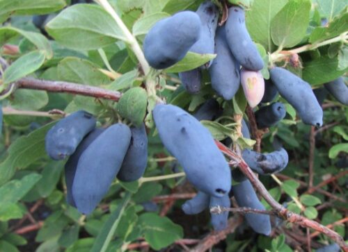 Lonicera kamtschatica ´Bakczarskij Velikan´ Zimolez kamčatský ( borůvka ) , RP2L,30–40 - Obrázek 1