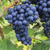 Vitis vinifera 'Boskoop Glory'-modré - C2,0L – v. 50-60 CM