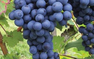 Vitis vinifera 'Boskoop Glory'-modré