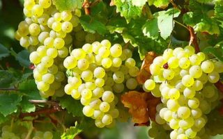 Vitis vinifera ´Bianca´ Bianca, bílé, P 14