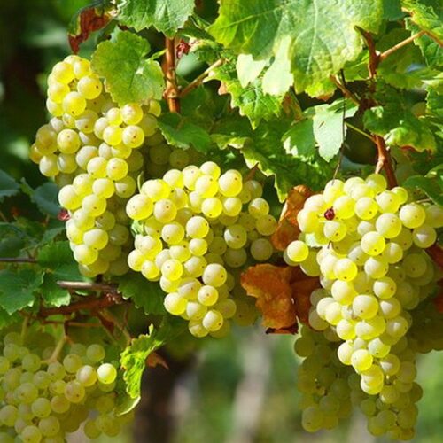 Vitis vinifera ´Bianca´ Bianca, bílé, P 14 - Obrázek 1